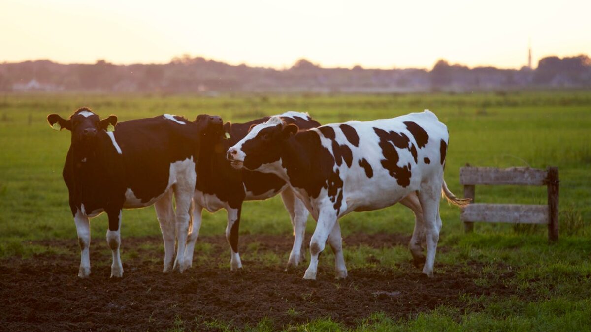 definitie van mastitis