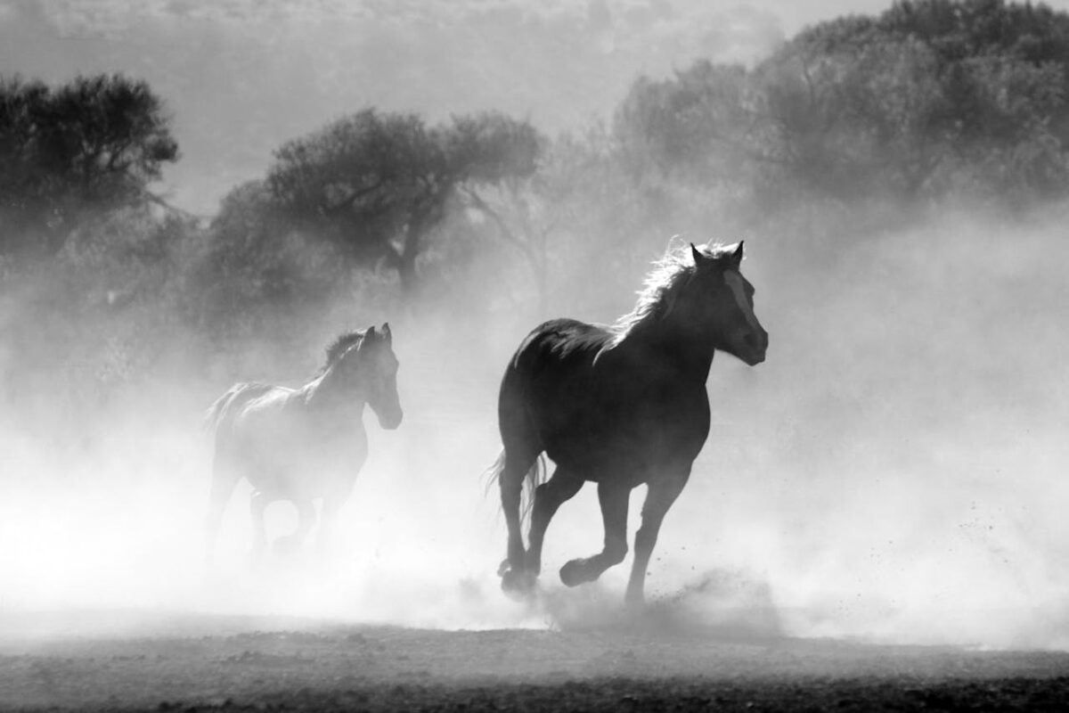 Definitie van equidae